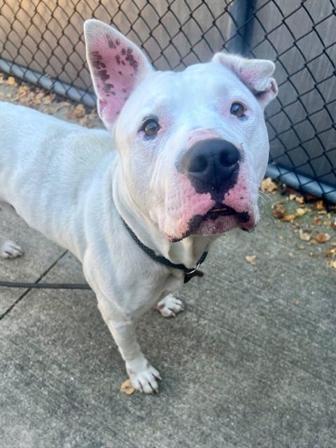 Photo of Stewart, adoptable Dogo Argentino in Chicago, Illinois