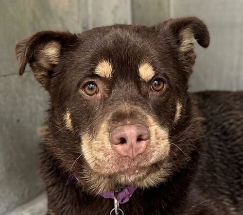 Photo of Honey, adoptable Rottweiler in Woodland, California