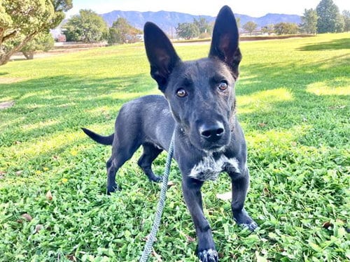 Photo of Bullitt, adoptable German Shepherd Dog in Albuquerque, New Mexico