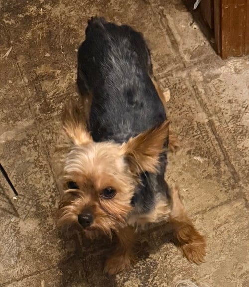 Photo of Eren- tiny gentleman, adoptable Yorkshire Terrier Yorkie in Oakhurst, New Jersey