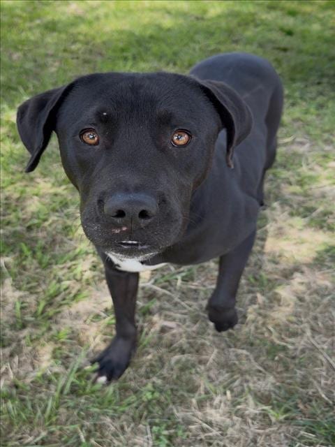 Photo of Freddie, adoptable Labrador Retriever in Conroe, Texas