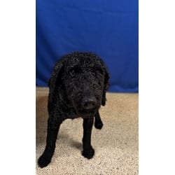 Photo of Tommy, adoptable Poodle (Standard) in Doral, Florida