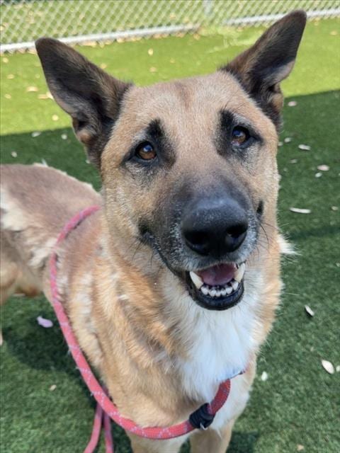 Photo of Tamale, adoptable Belgian Shepherd Malinois in Los Angeles, California
