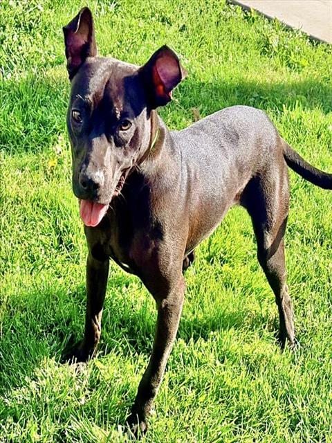 Photo of Becca, adoptable Pit Bull Terrier in Salinas, California