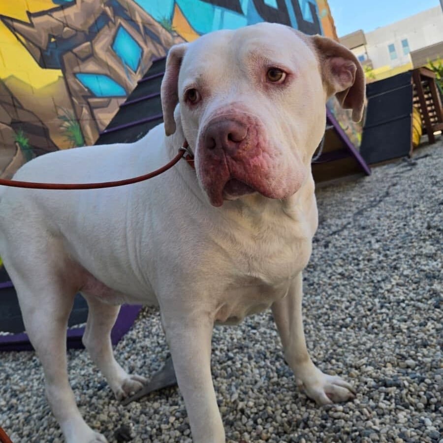 Photo of Sadot, adoptable Mixed Breed (Large) / Terrier, American Staffordshire in California, California