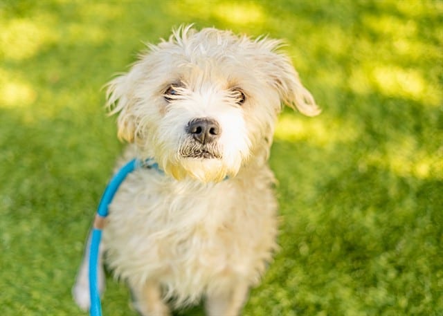Photo of Bella, adoptable Maltese in San José, California