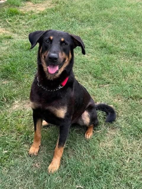 Photo of Timmy, adoptable German Shepherd Dog in Osteen, Florida
