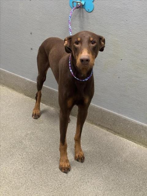 Photo of Deante, adoptable Doberman Pinscher in Las Vegas, Nevada