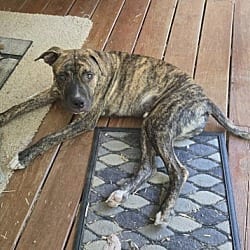 Photo of Ollie, adoptable Pit Bull Terrier in Harrison, Arkansas
