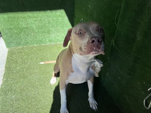 Photo of Mateo, adoptable Pit Bull Terrier in Lancaster, California