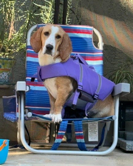 Photo of Honey (Redding), adoptable Basset Hound in Petaluma, California