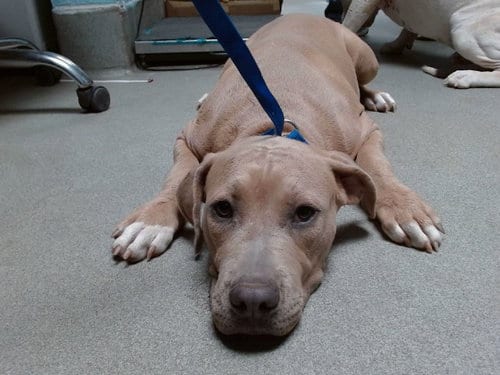 Photo of Pebbles, adoptable American Pit Bull Terrier in Albuquerque, New Mexico
