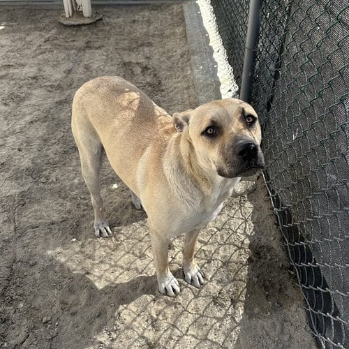 Photo of Tango, adoptable Pit Bull Terrier in Thousand Palms, California
