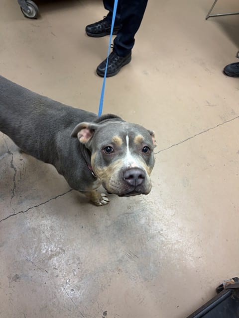Photo of Dixie, adoptable American Pit Bull Terrier in Chicago, Illinois