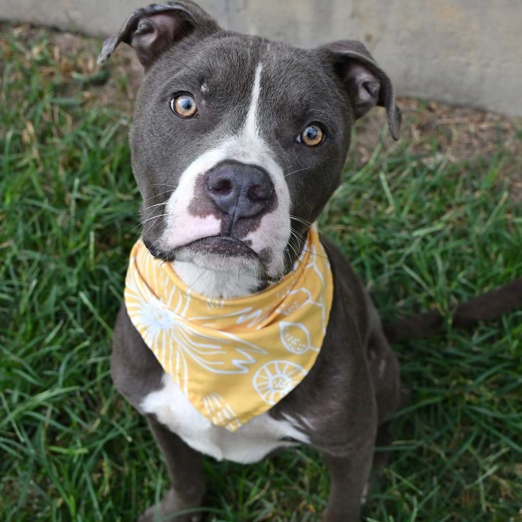 Photo of Ridley, adoptable Terrier, Pit Bull in Beaumont, Texas