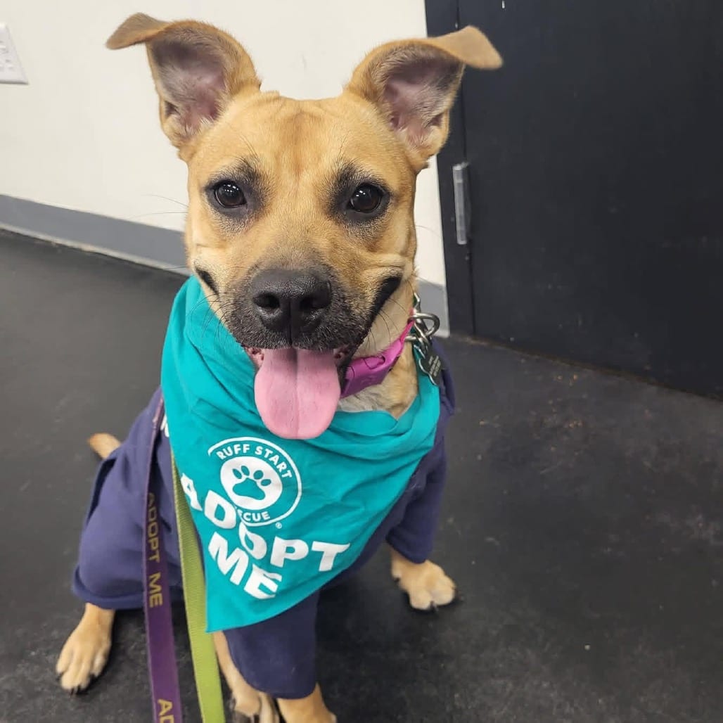 Photo of Radish D11405, adoptable Retriever, Yellow Labrador / Corgi, Pembroke Welsh in Princeton area, Minnesota
