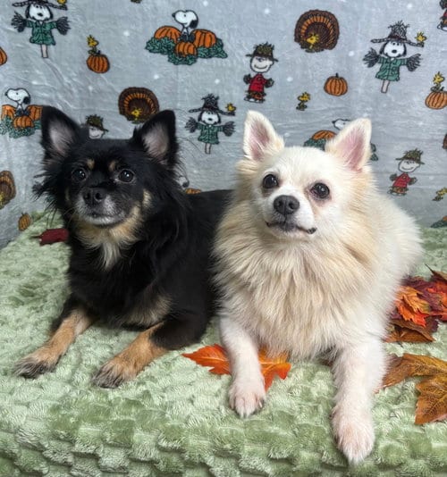 Photo of Yoshi & Princess Peach, adoptable Pomeranian in Wetumpka, Alabama