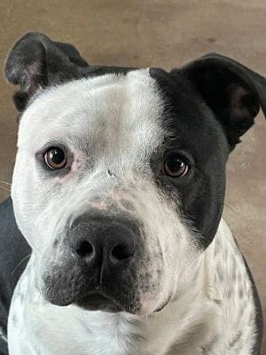Photo of Roady, adoptable Pit Bull Terrier in Savannah, Missouri