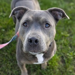 Photo of Princess Sofia, adoptable Mixed Breed (Medium) in Syracuse, New York