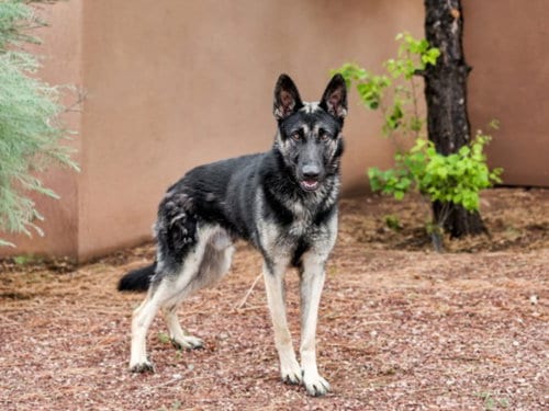 Photo of Covid, adoptable German Shepherd Dog in Santa Fe, New Mexico
