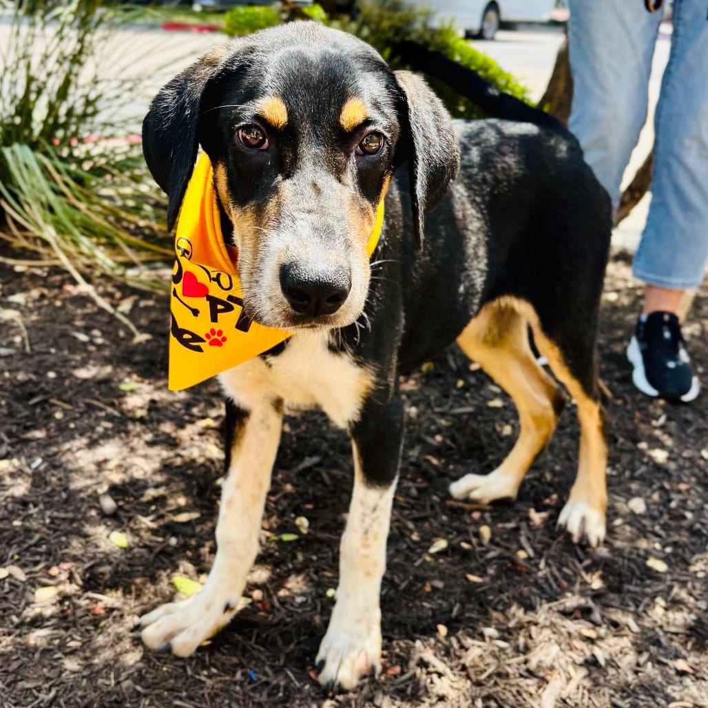 Photo of Echo 26-05-167, adoptable Shepherd / Mixed Breed (Medium) in Bastrop, Texas