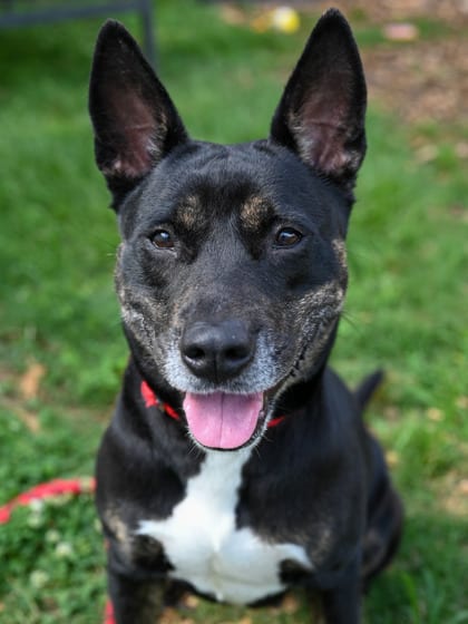 Photo of Dombra, adoptable dog in Chamblee, Georgia