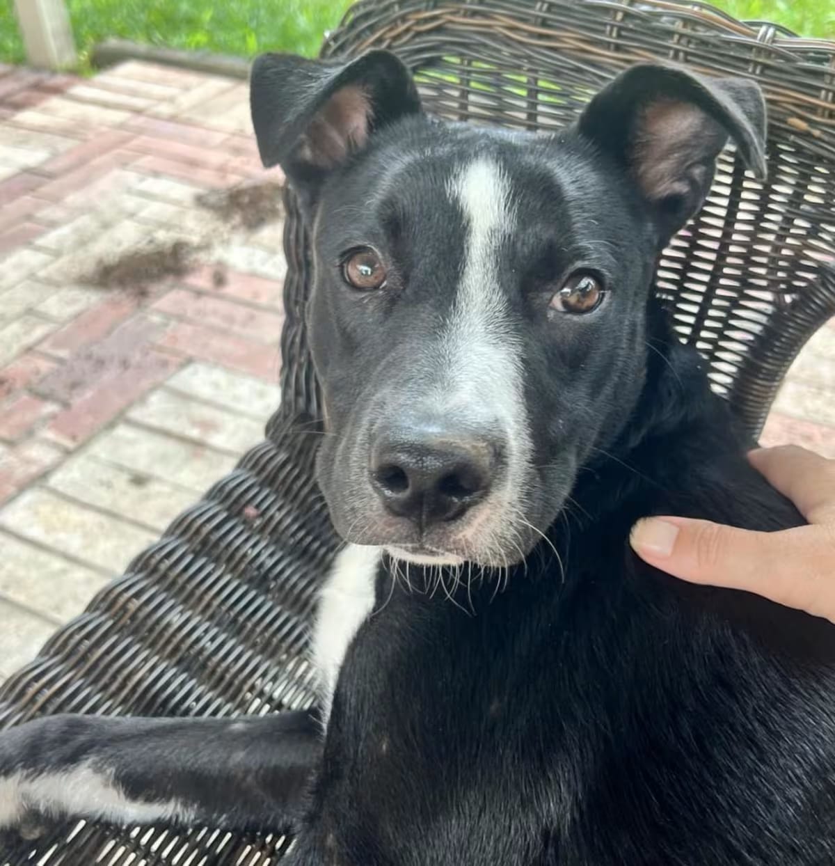 Photo of Dex, adoptable American Staffordshire Terrier in Syracuse, New York
