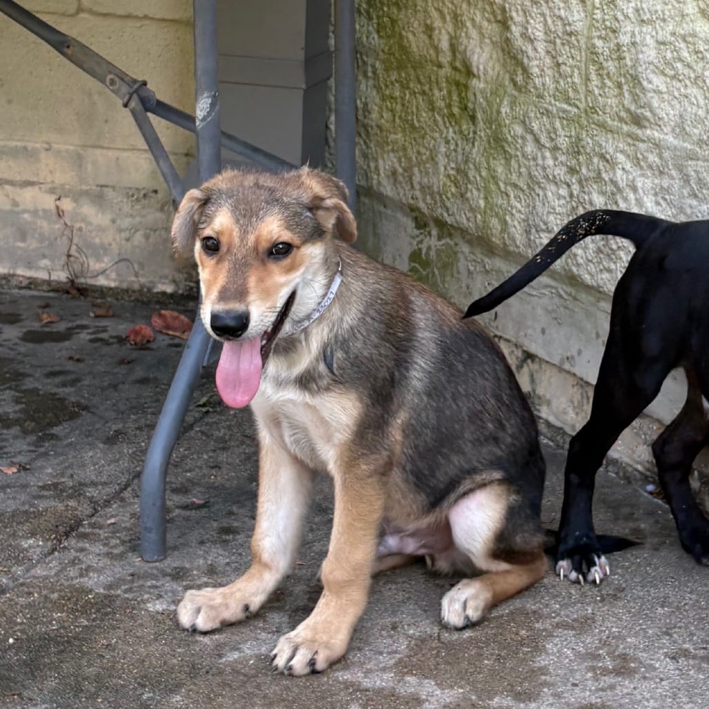 Photo of Crush, adoptable Shepherd, German in Houston, Texas