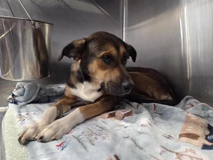 Photo of Lemon Drop, adoptable dog in Georgetown, Texas