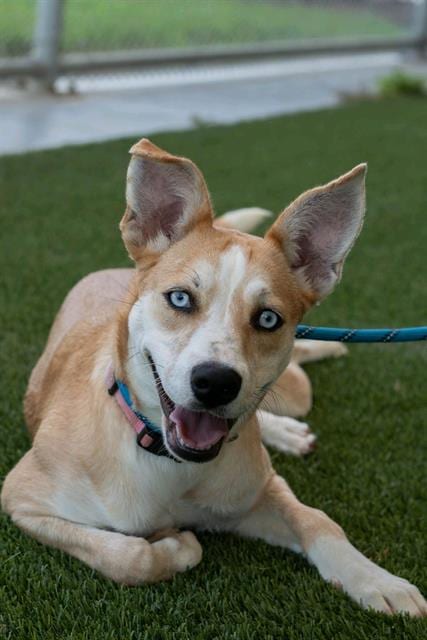 Photo of Chappell, adoptable Husky in Baytown, Texas