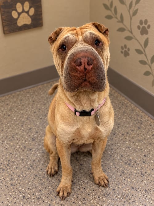 Photo of Willow, adoptable Chinese Shar-Pei in Tucson, Arizona