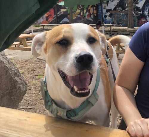 Photo of Buddy, adoptable Terrier in Candler, North Carolina