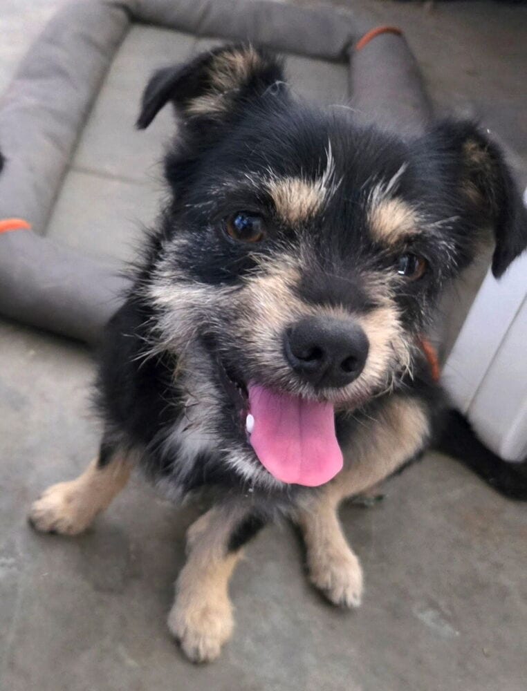Photo of Winnie & Penny, adoptable Terriers (Small) in Dana Point, California