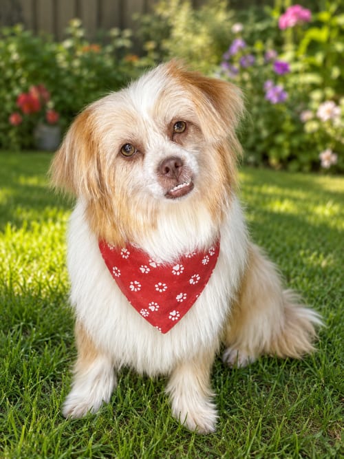 Photo of Penelope - Fairfield, adoptable Shih Tzu in Pataskala, Ohio
