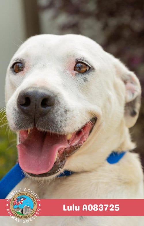 Photo of Lulu, adoptable American Bulldog in Mobile, Alabama