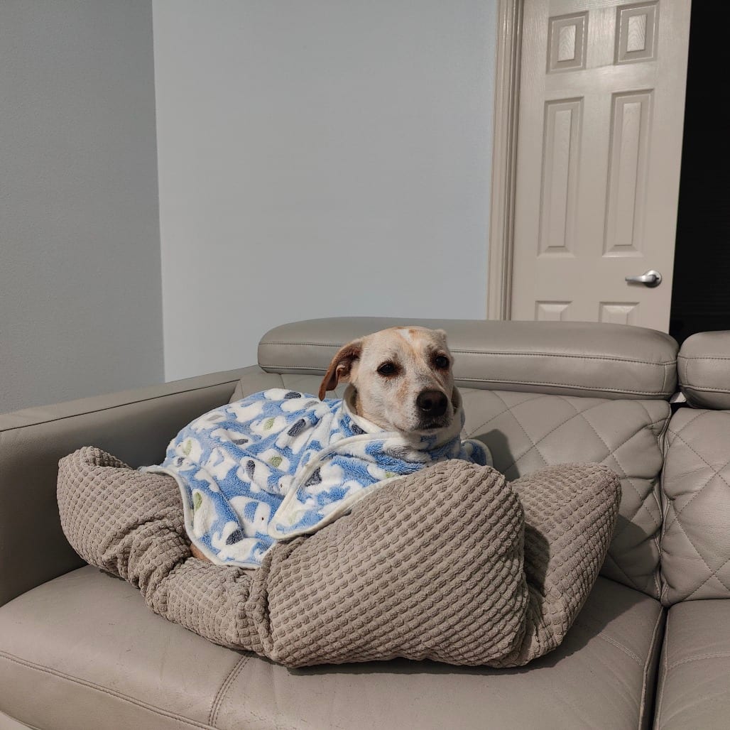 Photo of Riley, adoptable Retriever, Labrador in Dallas, Texas