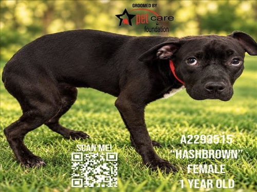 Photo of Hash Brown, adoptable Pit Bull Terrier in Los Angeles, California