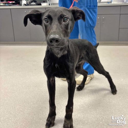Photo of Shuler, adoptable Shepherd in Washington, District of Columbia