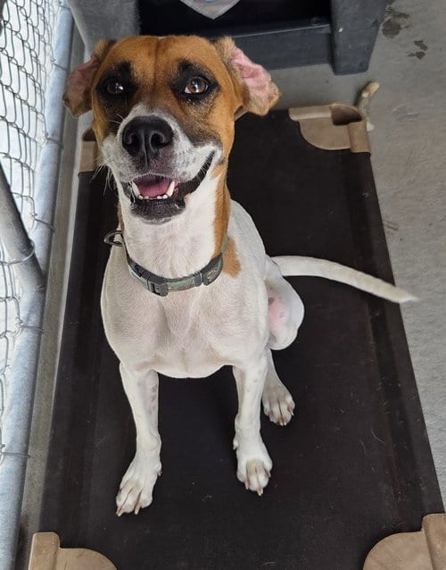 Photo of Emily, adoptable Hound in North Myrtle Beach, South Carolina