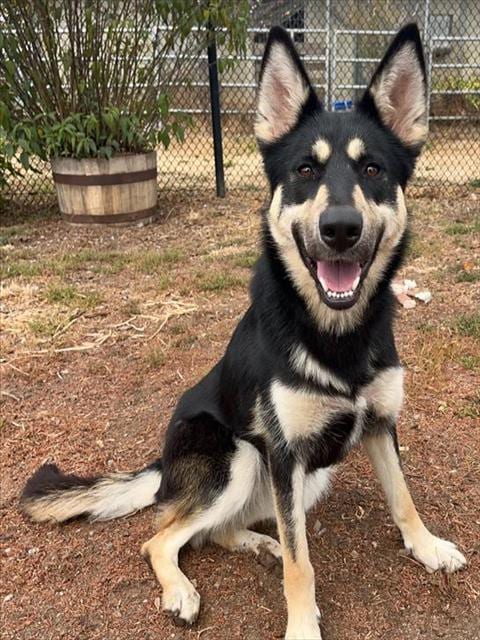 Photo of Autumn, adoptable German Shepherd Dog in Santa Cruz, California