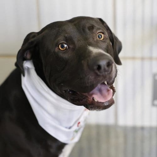 Photo of Bubba, adoptable Labrador Retriever in San Antonio, Texas