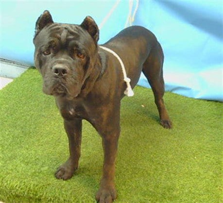 Photo of Zara, adoptable Cane Corso Mastiff in Downey, California