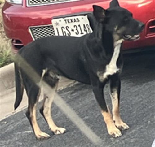 Photo of Lego, adoptable Australian Cattle Dog/Blue Heeler in Dallas, Texas