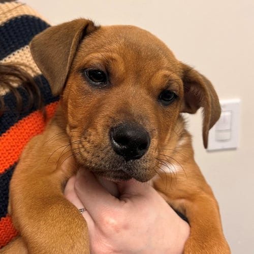 Photo of Fir, adoptable Unknown breed in Rancho Santa Fe, California