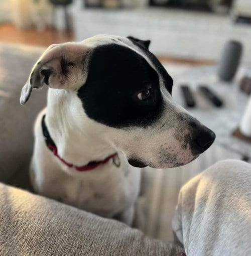 Photo of Loki, adoptable Pointer in Holbrook, New York