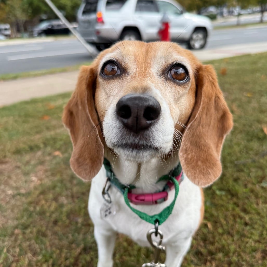 Photo of Iyanna, adoptable Beagle in Fairfax Station, Virginia
