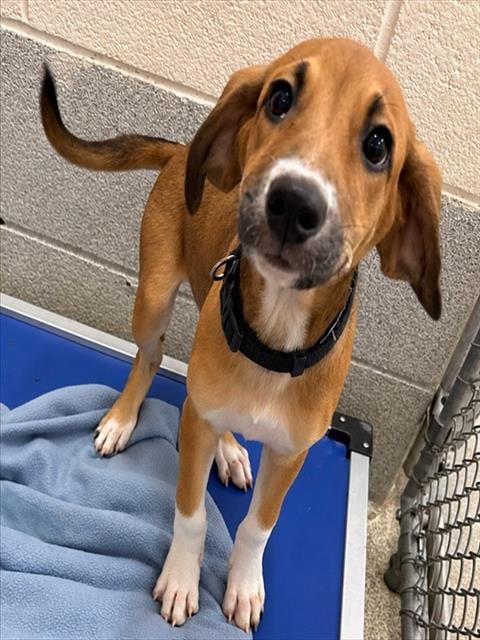 Photo of Rosita, adoptable Labrador Retriever in Statesville, North Carolina