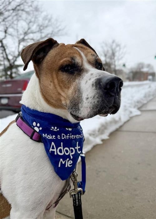 Photo of Wally, adoptable Hound in Gloversville, New York