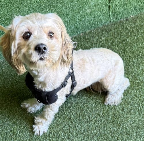 Photo of Kali, adoptable Maltese in Lancaster, California