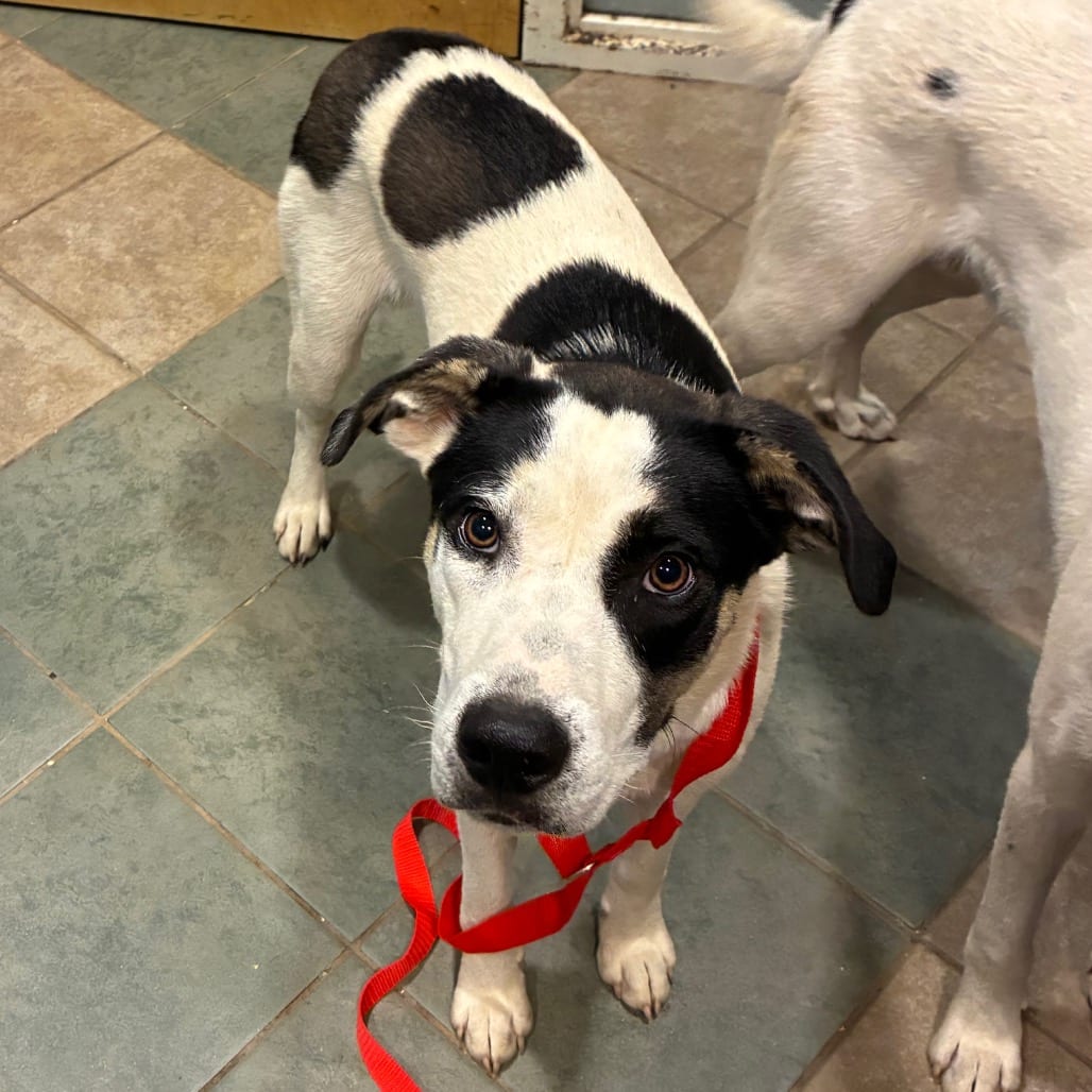 Photo of Victor, adoptable Mixed Breed (Large) in Chattanooga, Tennessee